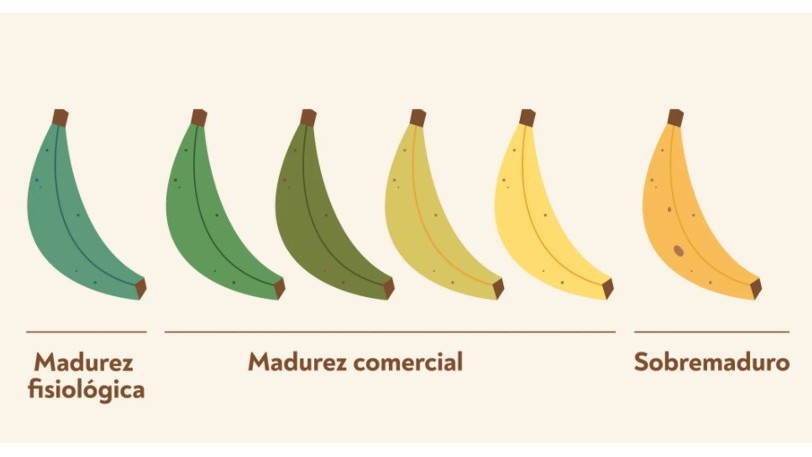 platano de canarias.jpg